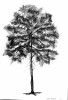 Erdeifenyő /Pinus sylvestris/