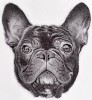 Francia Bulldog portré