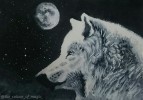 Farkas a holdfényben