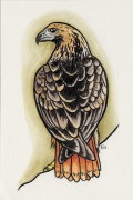 #craptober_07_red tailed hawk