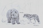 Medve és farkas