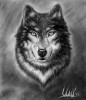 Wolf portrair