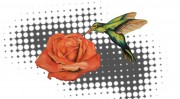 Dali meditatív rózsája kolibrivel