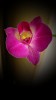 *Orchidea*